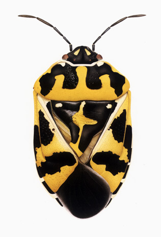 Illustration for article titled The Mutant Art of Radioactive Insects